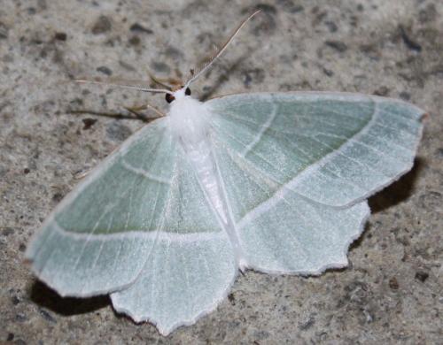 Campaea margaritaria